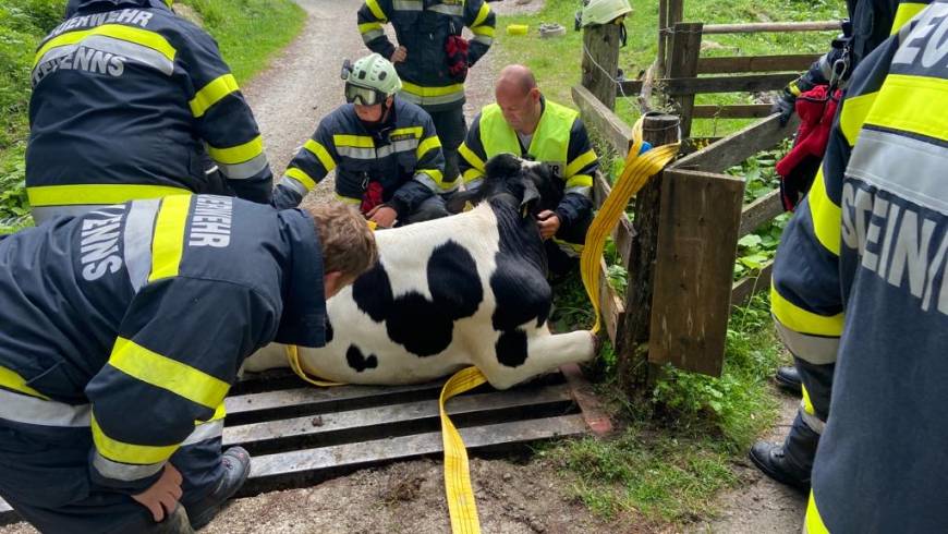 Tierrettung in der Kleinsölk