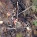 Waldbrand im Kleinsölktal